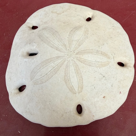 Medium Size Shells Not Found In Typical Souveneir Packs - Picture 4 of 16